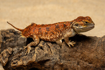 Xenagama taylori also known as the Shield-tailed Agama is endemic to the Horn of Africa. They have a unique tail that is used to block their burrows.