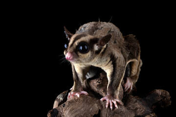 The Sugar Glider (Petaurus breviceps) is holding the baby. Sugar Glider is a small exotic pet...