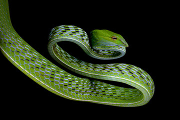 Asian Vine Snake (Ahaetulla prasina) is a species of snake native to Southern Asia. 