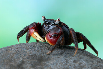 Neosarmatium asiaticum, new species, is named after its distribution from South Asia (Sri Lanka) to East Asia (Taiwan) including Indonesia in 2012.