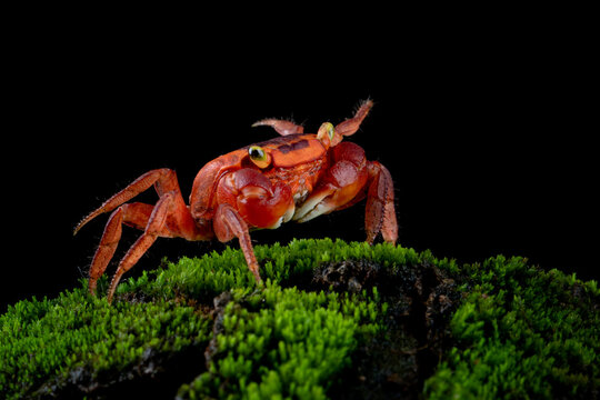 The Red Apple Crab or Chameleon Crab (Metasesarma aubryi) originated from Sulawesi and Java Island in Indonesia.