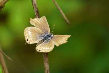 Close-up of butterfly in the garden