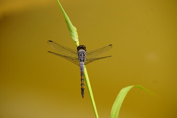 Close-up of dragonfly on natural background
