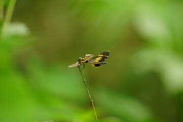 Close-up of dragonfly on natural background