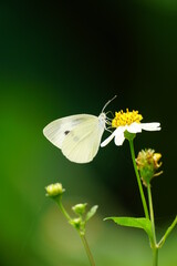 Close-up of a butterfly sucking nectar from a flower