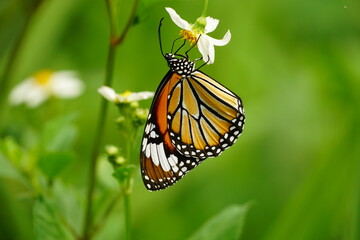 Close-up of butterfly in the garden