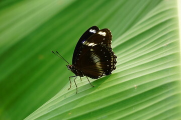 Close-up of butterfly in the garden