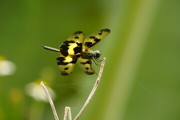 Close-up of dragonfly on natural background