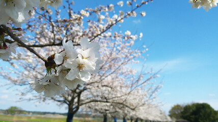 Sakura flower cherry blossom