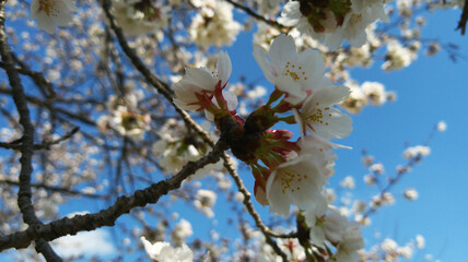 Sakura flower cherry blossom