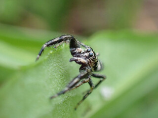 Mendoza elongata Karsch male.
A handsome spider with a calm design of black stripes on a white background. This is one of the cutest species in the jumping spider family.