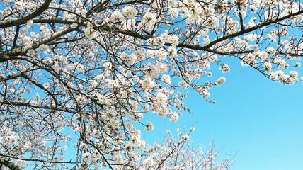 cherry blossom against sky