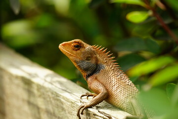 Close-up of Calotes versicolor