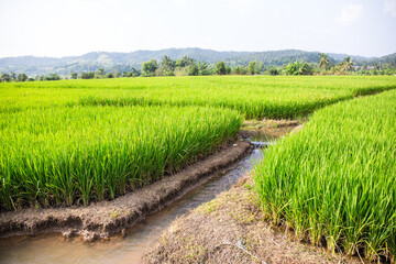 Green rice fields with water from mountain