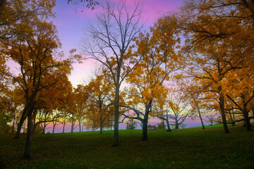 Bright tree in the autumn park at sunset