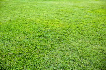 green grass texture or background.