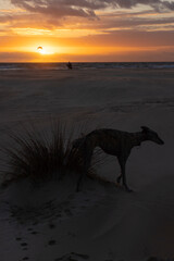 Dog next to bush on the beach at sunset with kitesurfer with board surfing in the background next...