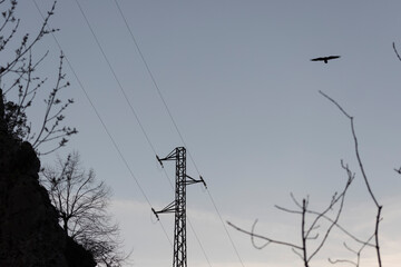 Raven on electrical station high voltage power grid tower at sunset flying