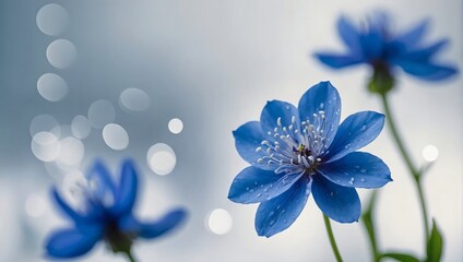 Blue Bloom, Stunning against white backdrop, a masterpiece.