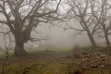 Cow in oak forest on a misty morning with fog and ancient trees.