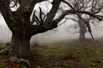 Cow in oak forest on a misty morning with fog and ancient trees.