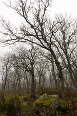 Vertical landscape of misty oak forest with fog on a cloudy morning