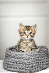 Cute little, gray kittens together in a basket on a plain background.