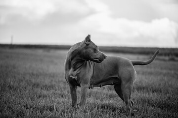 Purebred American Pit Bull Terrier outdoors.
