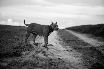 Purebred American Pit Bull Terrier outdoors.
