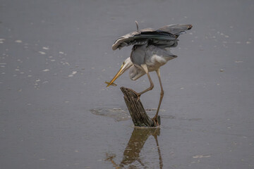 Heron catching fish