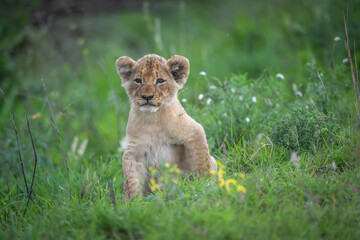 Lion cub - the next generation