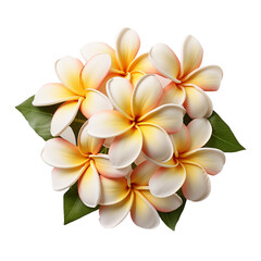 Fototapeta premium Plumeria isolated on transparent background