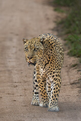 Leopard on an early morning walk