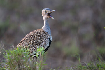 Black Bellied Korhaan (bustard)