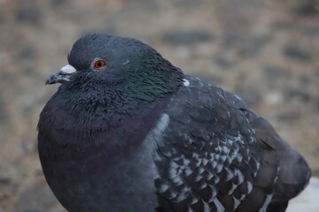 close up of a pigeon