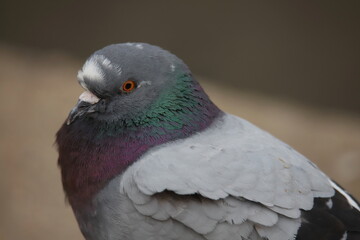 close up of a dove