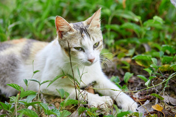 Close-up of cat in grass