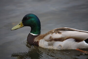duck on the lake