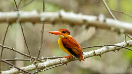 Oriental Dwarf Kingfisher also known as the Rufous-backed Kingfisher is one the most colourful kingfisher found in Indonesia. an orange bird perched on a tree branch