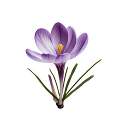purple crocus flower isolated on transparent background
