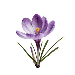 Naklejka premium purple crocus flower isolated on transparent background