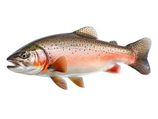 raw trout fish isolated on transparent background