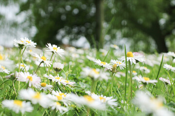 Daisy background. Floral background. Daisies. White flowers. Background for presentations, desktop. Camomile.