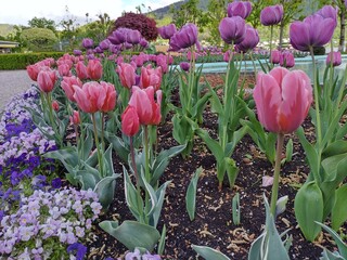 Dogs perspective of pink and violet tulips planted in park in Gmunden, Austria, pond in backround....