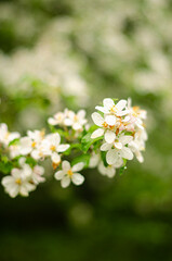 Blossom tree branch with white flowers.White flowers the fruit tree. High quality photo