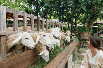 A woman feeding a flock of sheep through a wooden fence in an outdoor setting