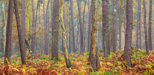 Autumn in The Netherlands; panorama of a pine forest with fern ground cover