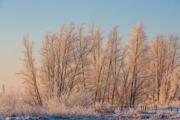 Winter in The Netherlands; row of frost covered trees at sunrise