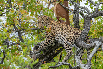 Leopard with killed impala