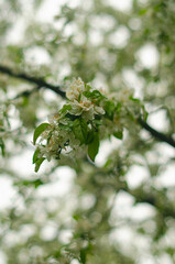 A flower on a branch of an apple tree that is trying to bloom. High quality photo